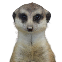 Meerkat